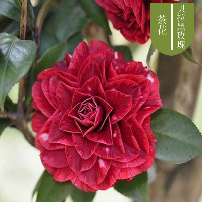 山茶花盆栽带花苞五色赤丹花卉植物室内好养茶花树苗四季开花香妃,淘宝优惠券,粉丝福利购,淘宝优惠卷