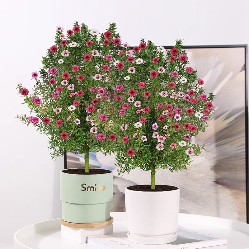 松红梅带花苞三色梅澳洲雪花梅室内花卉盆栽一树多色阳台四季观花,淘宝优惠券,粉丝福利购,淘宝优惠卷