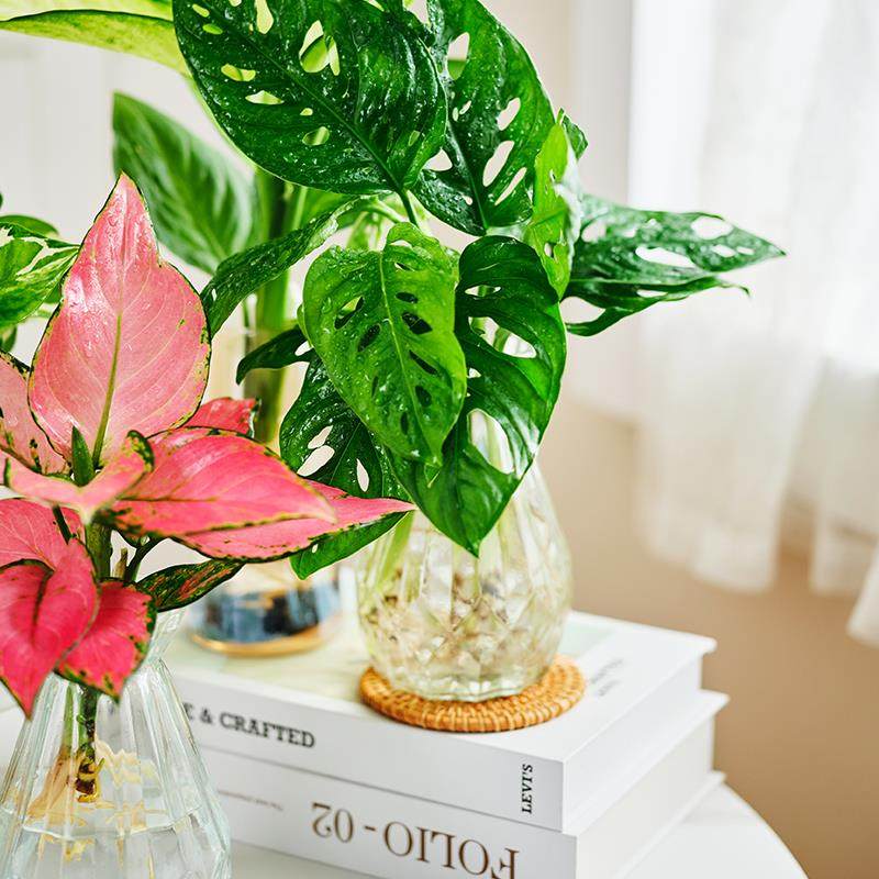 水培植物室内绿植四季水生植物裸根竹柏龟背竹绿萝办公室水养盆栽,淘宝优惠券,粉丝福利购,淘宝优惠卷