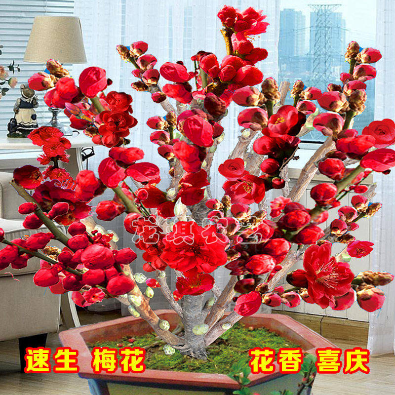浓香型耐热耐寒四季梅花腊梅红梅室内外盆栽好养易活南方北方种植,淘宝优惠券,粉丝福利购,淘宝优惠卷