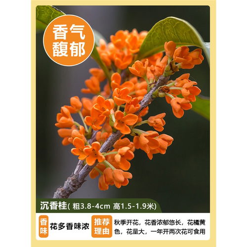 桂花树苗盆栽地栽四季植物矮株原生开花室外好养的花卉浓香型金桂 - 图1