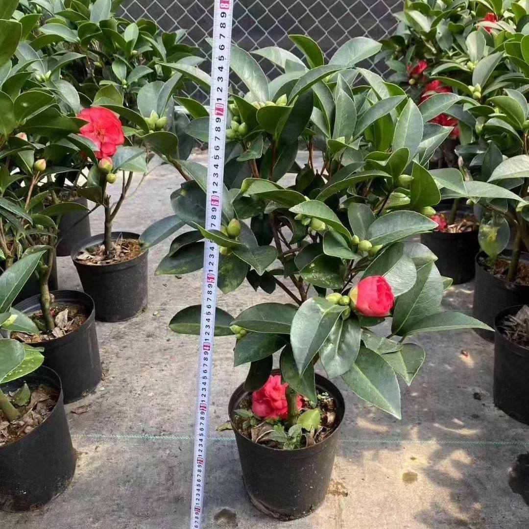 茶花盆栽新款四季茶花七星大红耐寒花卉茶花重瓣花型阳台庭院,淘宝优惠券,粉丝福利购,淘宝优惠卷