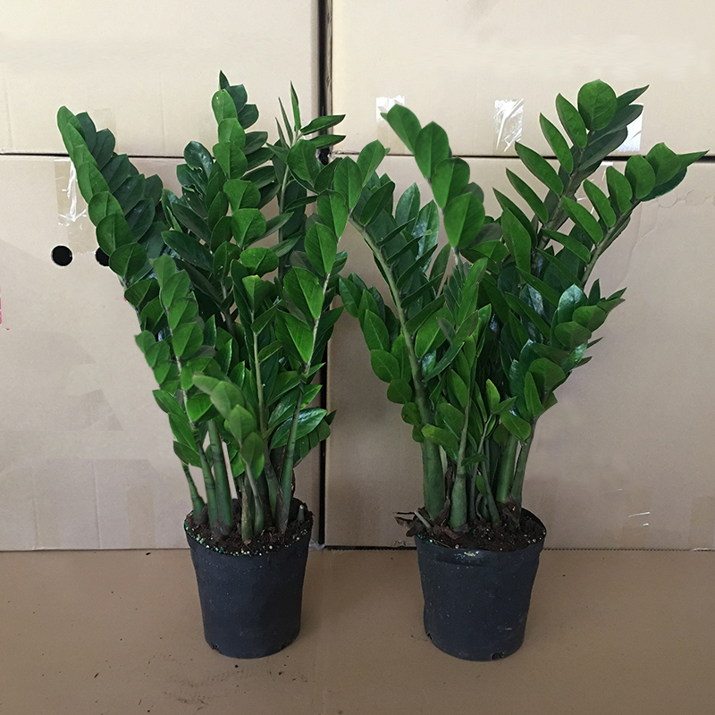大盆金钱树盆栽室内植物客厅钱串子净化空气办公室桌面绿植发财树,淘宝优惠券,粉丝福利购,淘宝优惠卷