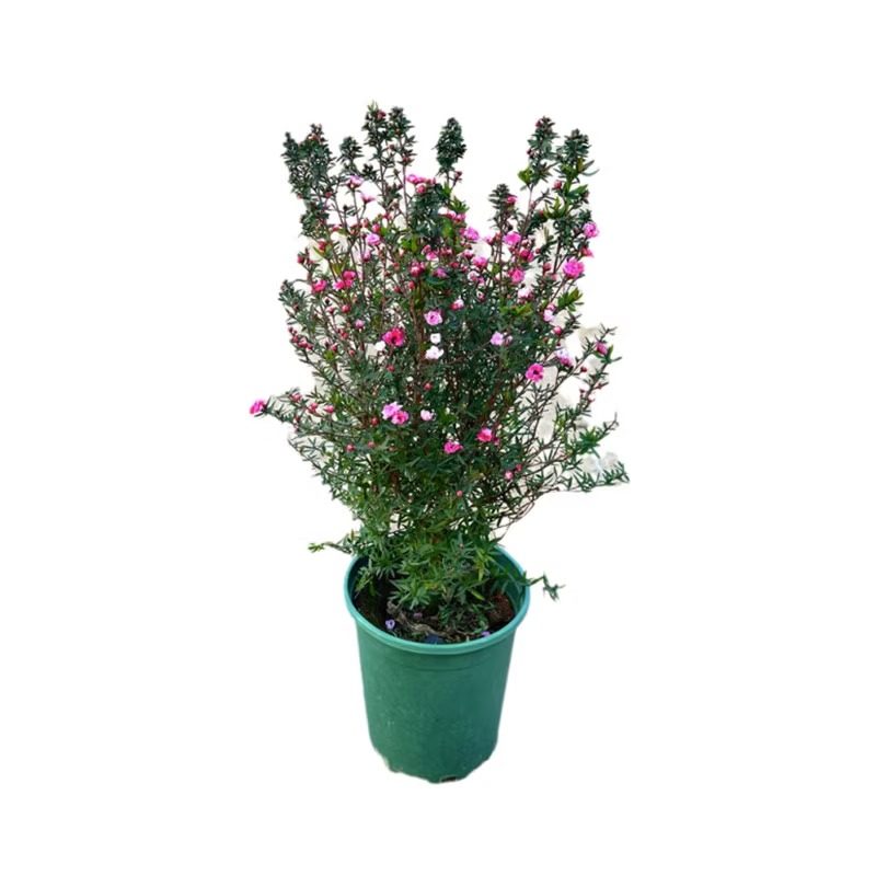 松红梅带花苞三色梅澳洲雪花梅室内花卉盆栽一树多色阳台四季观花,淘宝优惠券,粉丝福利购,淘宝优惠卷