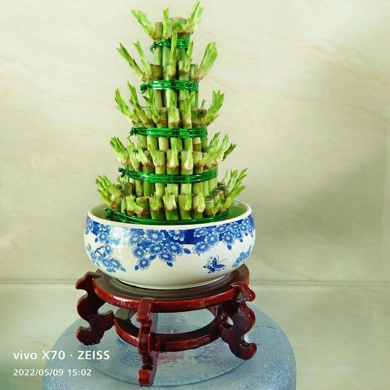 节节高富贵竹塔水培水养植物盆栽竹子观音竹发财富贵竹宝塔竹开运,淘宝优惠券,粉丝福利购,淘宝优惠卷