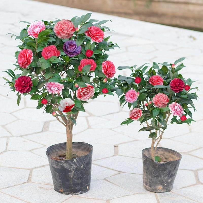 香妃四季带花花山赤丹花卉茶花树苗盆栽茶花室内开花植物大苞五色,淘宝优惠券,粉丝福利购,淘宝优惠卷