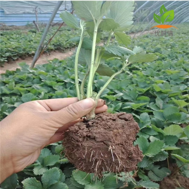 四季草莓苗盆栽带土奶油草莓秧苗食用南北方庭院阳台种植当年结果,淘宝优惠券,粉丝福利购,淘宝优惠卷