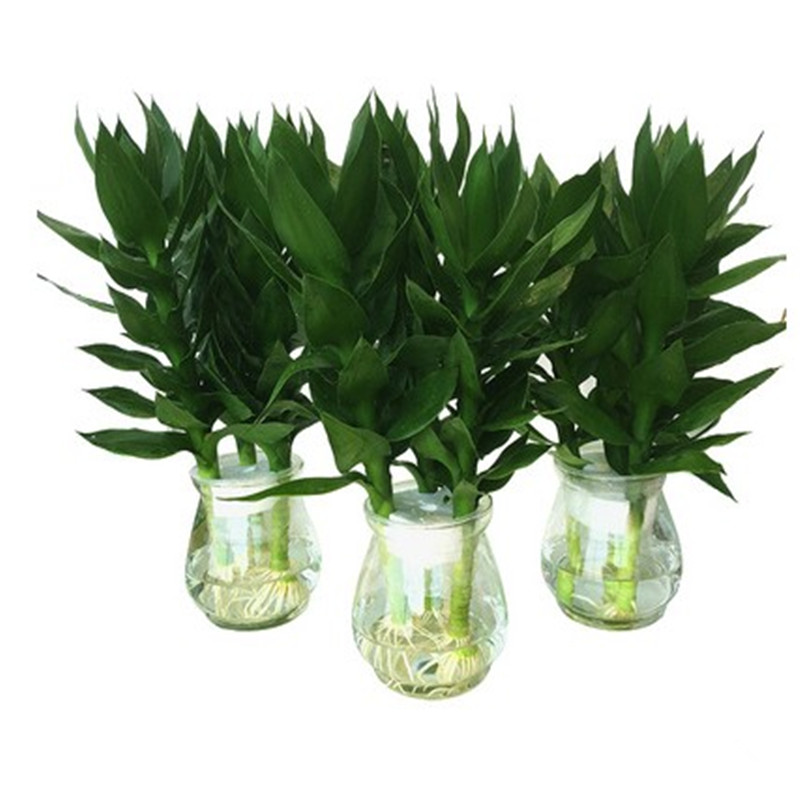 富贵竹观音竹水培植物步步高绿植绿萝盆栽室内水养栀子花卉发财树,淘宝优惠券,粉丝福利购,淘宝优惠卷