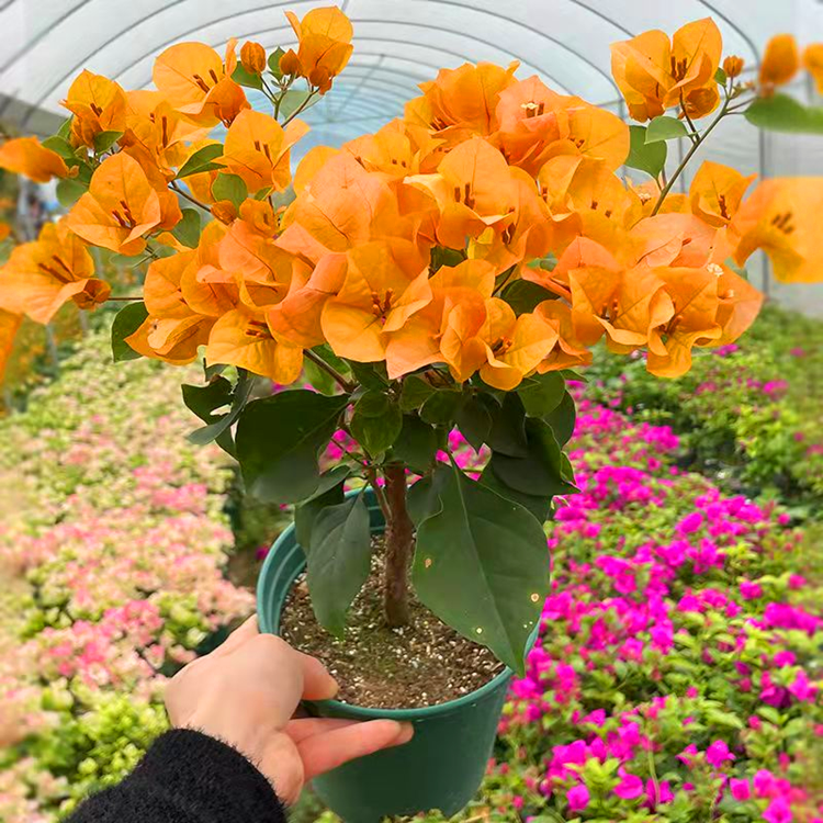 新品种三角梅盆栽小苗室内阳台庭院好养花卉四季开花不断爬藤植物,淘宝优惠券,粉丝福利购,淘宝优惠卷