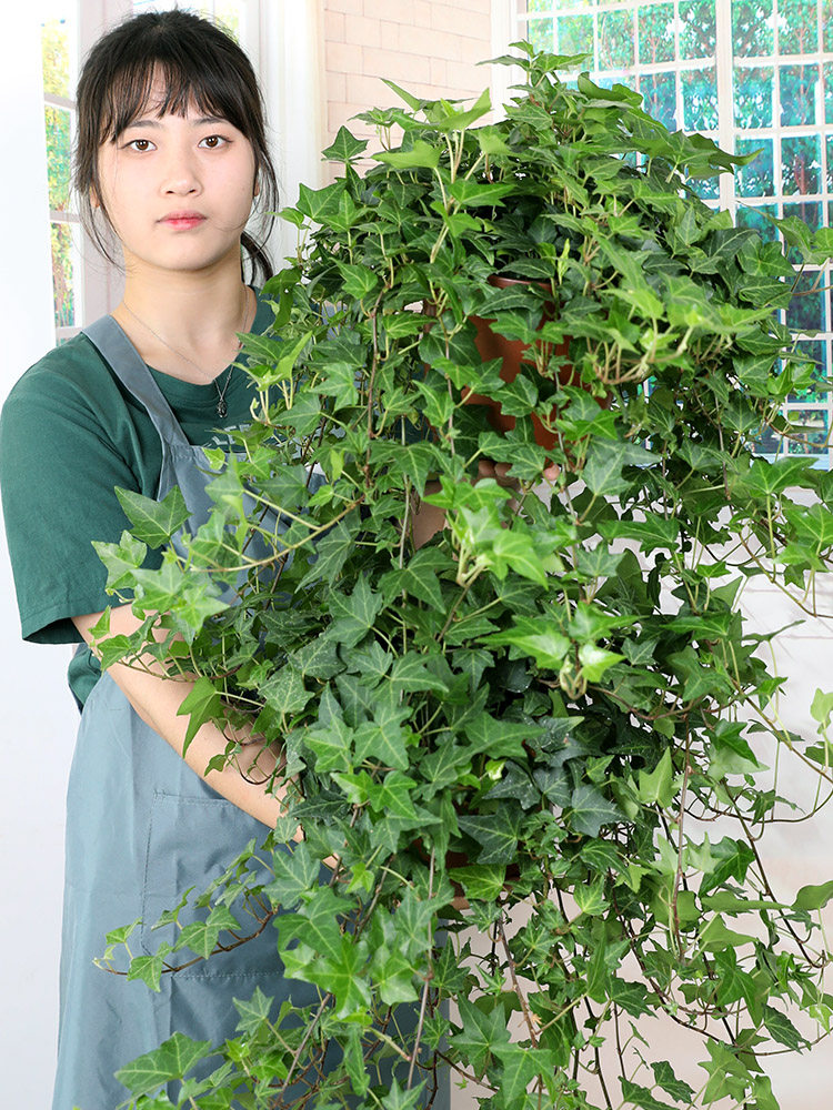 常春藤盆栽藤蔓室内垂吊兰长春藤爬常青藤金边绿植植物阳台,淘宝优惠券,粉丝福利购,淘宝优惠卷