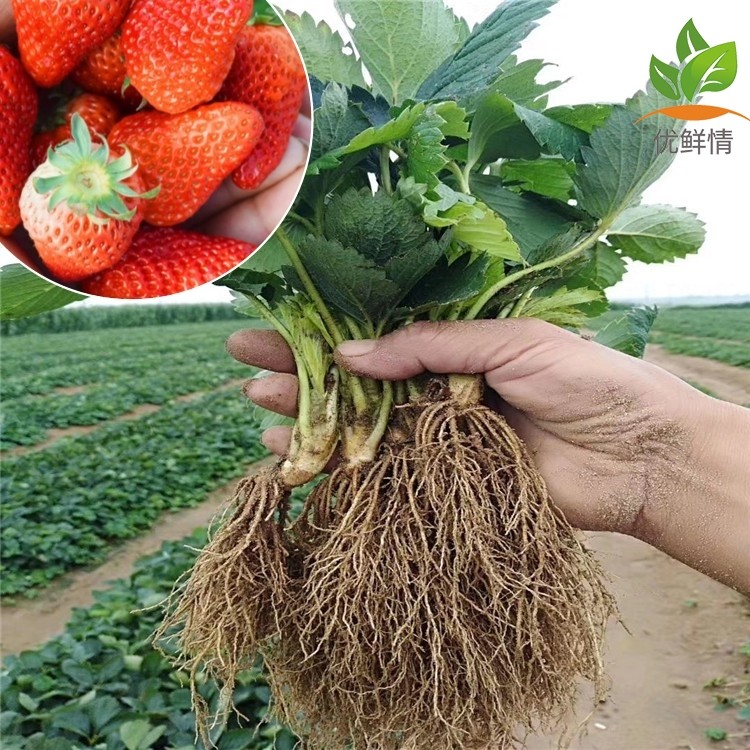 四季草莓苗盆栽带土奶油草莓秧苗食用南北方庭院阳台种植当年结果,淘宝优惠券,粉丝福利购,淘宝优惠卷