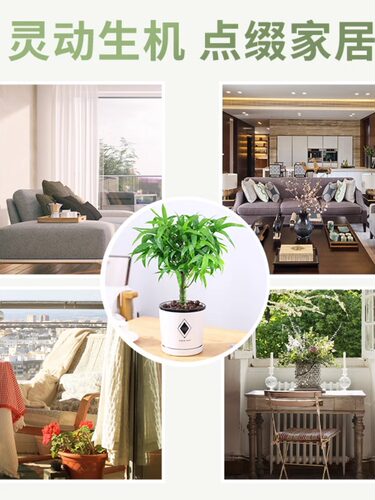 罗汉竹佛肚竹盆栽客厅办公室造景老桩树苗观赏南天竹米竹耐寒植物 - 图0