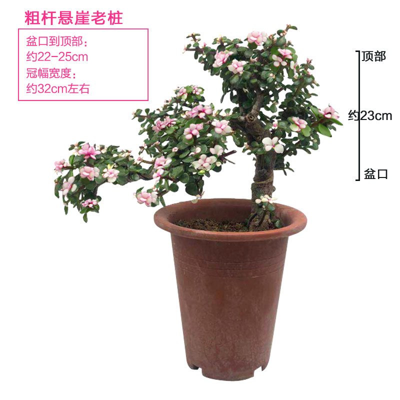 金枝玉叶雅乐多肉老桩造型盆景四季开花室外阳台盆栽绿植,淘宝优惠券,粉丝福利购,淘宝优惠卷