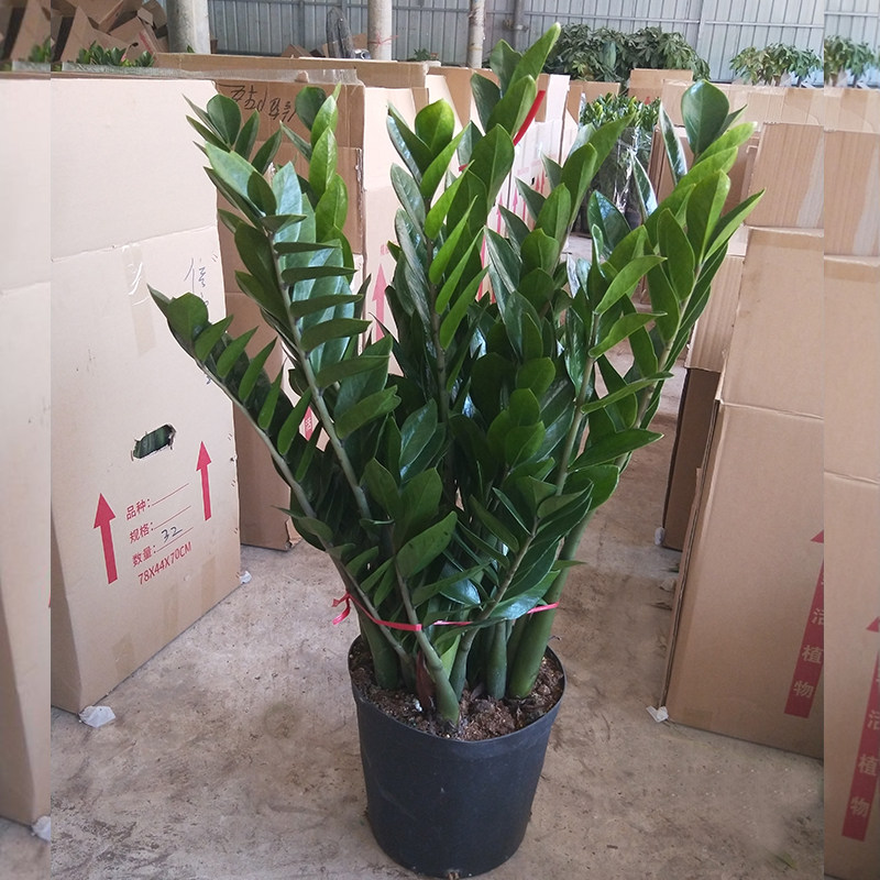 大盆金钱树盆栽室内植物客厅钱串子净化空气办公室桌面绿植发财树,淘宝优惠券,粉丝福利购,淘宝优惠卷