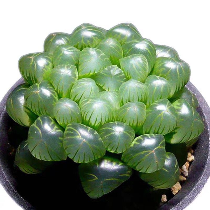 【带盆发货】姬玉露十二卷多肉植物新手好养套餐绿植冰灯玉露,淘宝优惠券,粉丝福利购,淘宝优惠卷