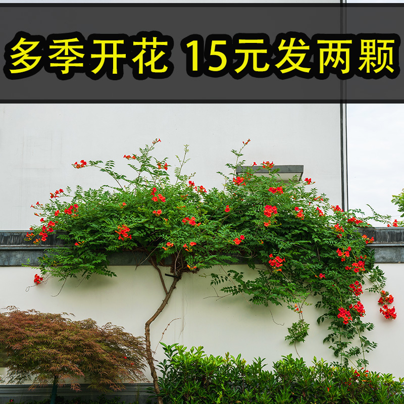 凌霄花爬藤植物耐寒耐热炮仗花苗阳台易活花植物凌霄花苗易成活 - 图0
