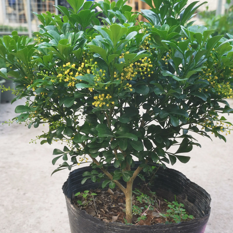 米兰盆栽花卉植物带花苞好养易活阳台庭院多季开花木本树苗小老桩,淘宝优惠券,粉丝福利购,淘宝优惠卷