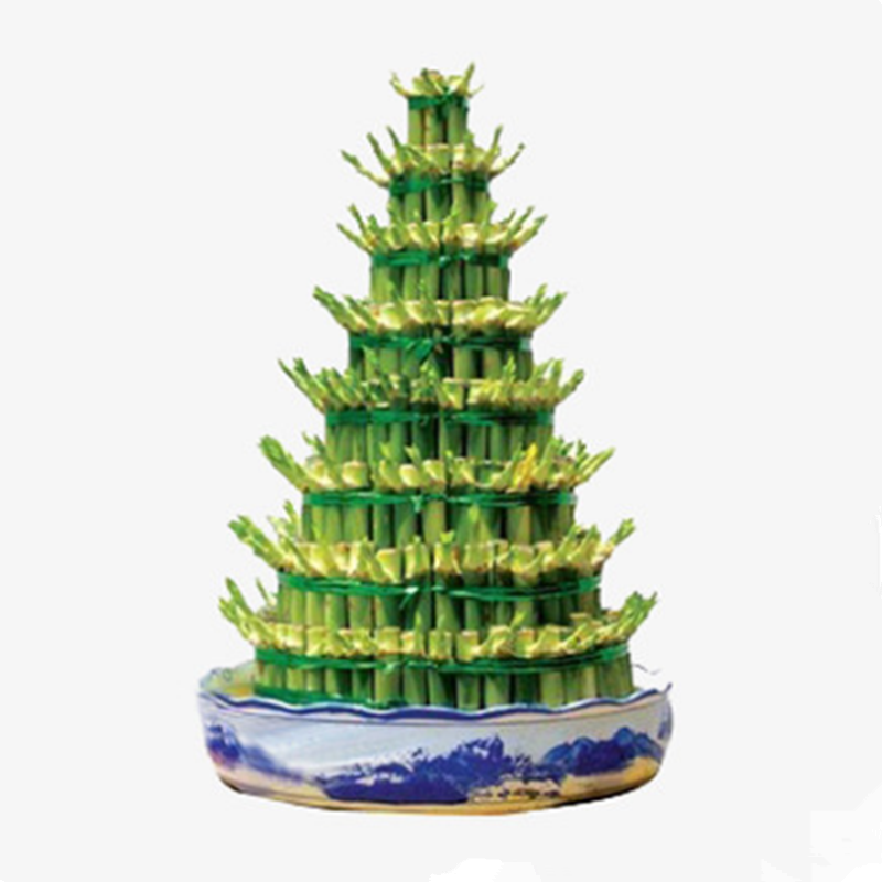 竹塔富贵竹盆栽组合节节高水培观音竹子客厅卧室茶几步步高转运竹,淘宝优惠券,粉丝福利购,淘宝优惠卷