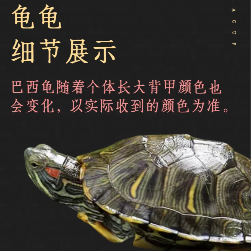 网红小宠物巴西龟小乌龟巴西龟幼龟长寿观赏乌龟招财小草龟,淘宝优惠券,粉丝福利购,淘宝优惠卷