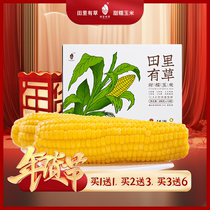 Fields with grass low-fat Northeastern sweet glutinous corn fresh yellow glutinous corn Corn Bud Rice Coarse Grain Healthy Baby Coyota Meal