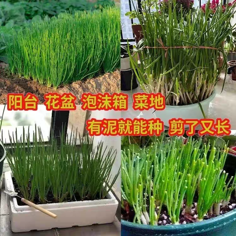 分葱种苗葱葱带根苗带香葱阳台四季根苗盆栽批发农田蔬菜耐寒种植 - 图1