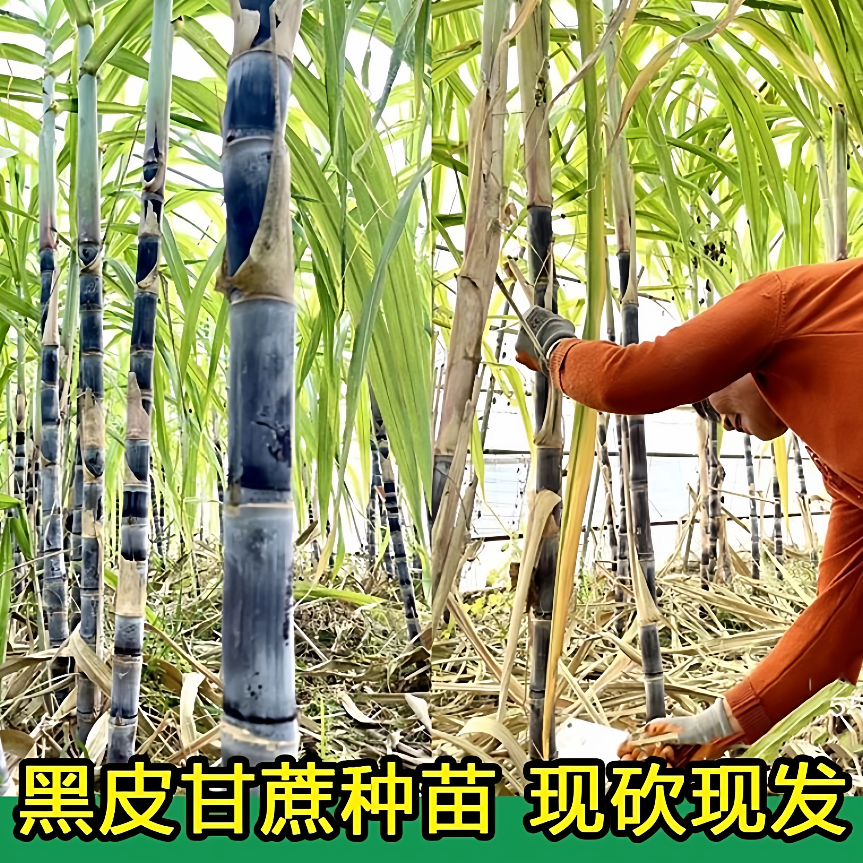 黑皮甘蔗苗带芽甘蔗种苗秧苗种紫皮南方北方种植水果庭院地栽盆栽,淘宝优惠券,粉丝福利购,淘宝优惠卷