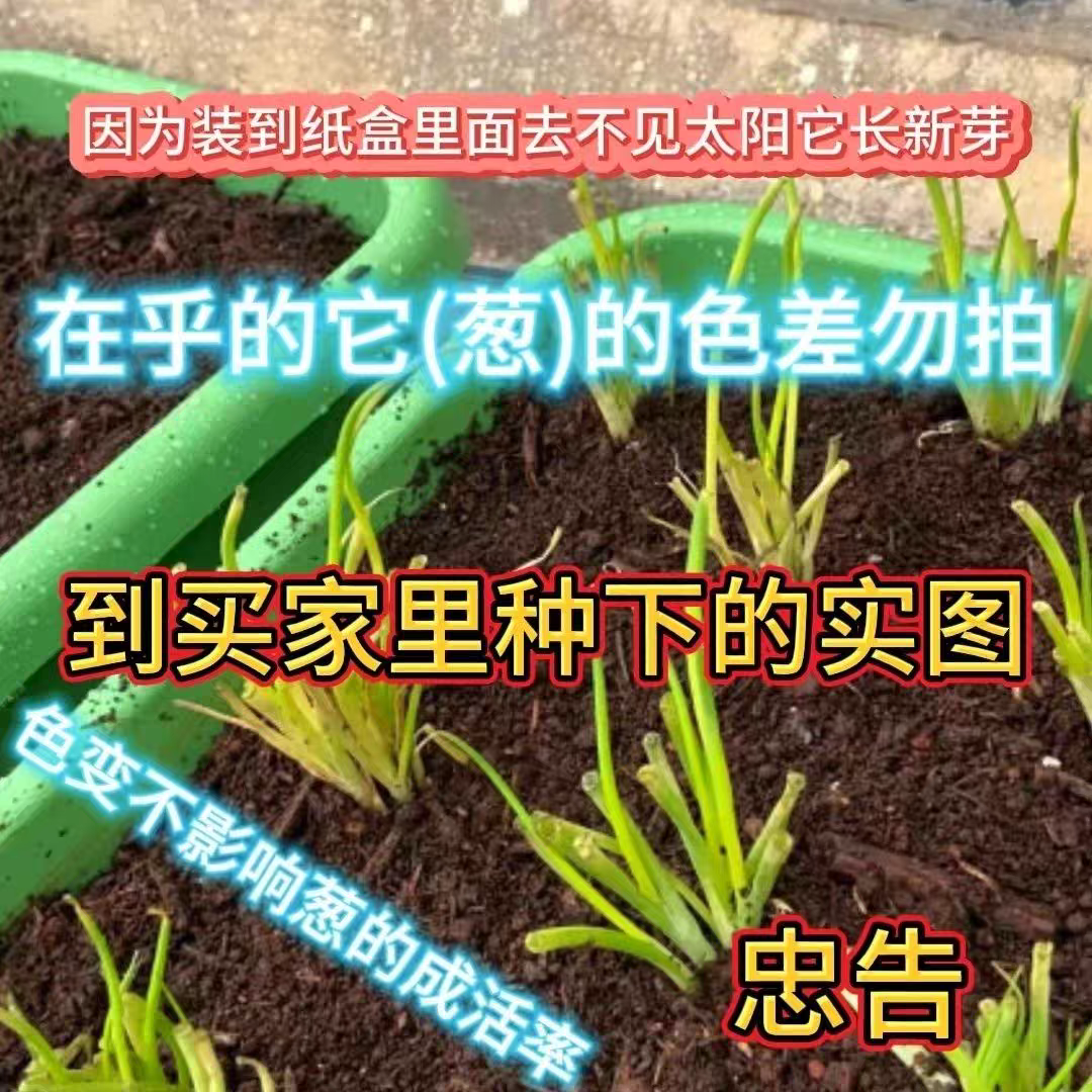 分葱种苗葱葱带根苗带香葱阳台四季根苗盆栽批发农田蔬菜耐寒种植 - 图0