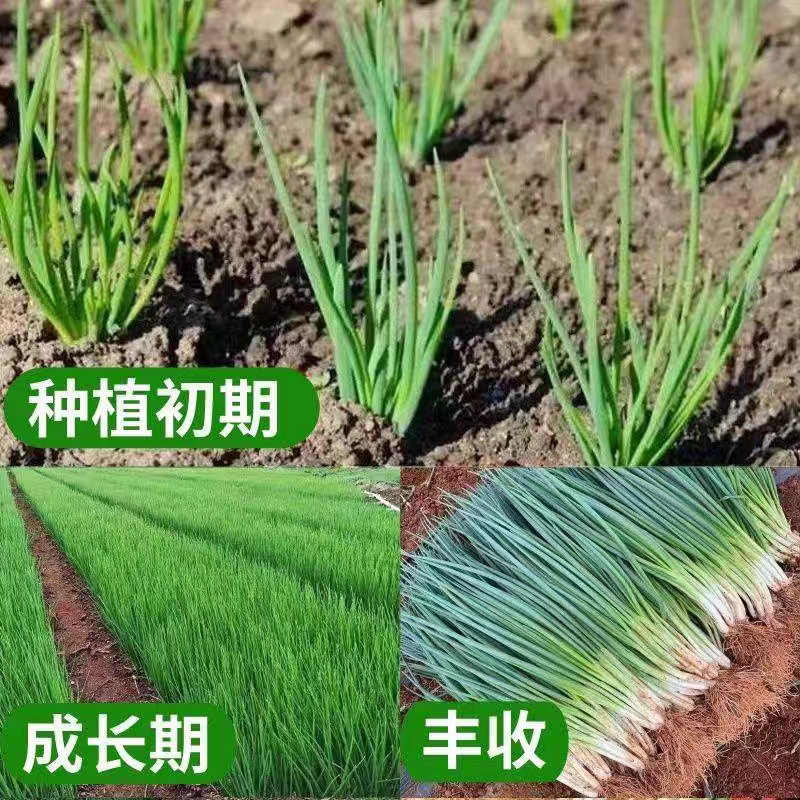 分葱种苗葱葱带根苗带香葱阳台四季根苗盆栽批发农田蔬菜耐寒种植 - 图2