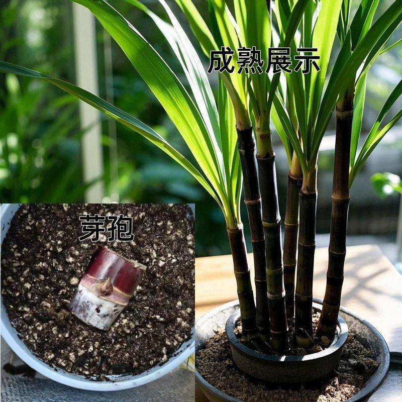 黑皮甘蔗苗带芽甘蔗种苗秧苗种紫皮南方北方种植水果庭院地栽盆栽,淘宝优惠券,粉丝福利购,淘宝优惠卷