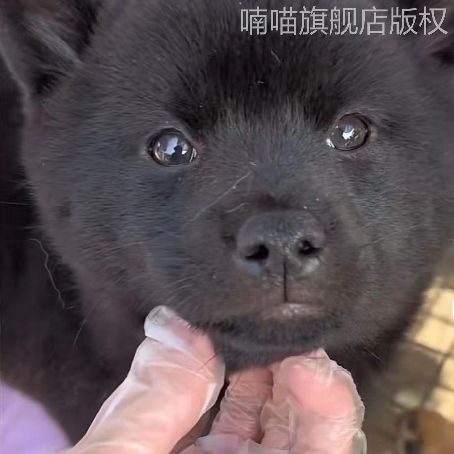 五黑犬广西土猎犬幼犬大型土猎犬赶山犬中华田园犬黑狗混血犬纯黑-图3