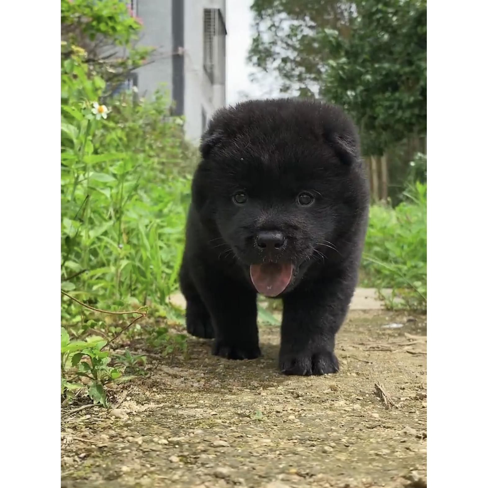 广西土猎犬五黑犬纯黑狗小黑狗赶山犬狩猎犬巡山犬狩猎犬打猎犬狗-图1