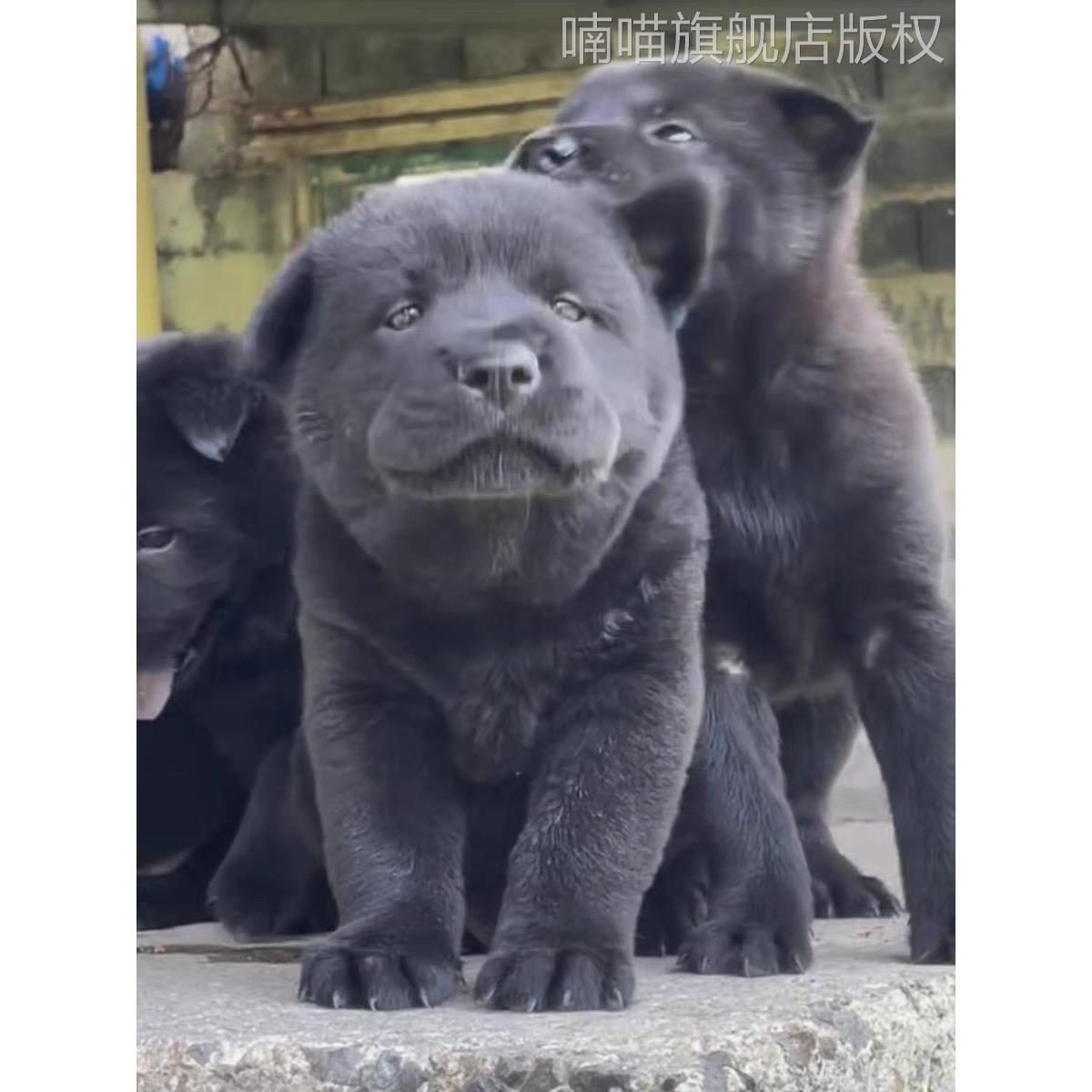 广西虎头五黑犬土猎犬赶山犬看家护院犬小黑狗纯黑中华田园犬活体 - 图0