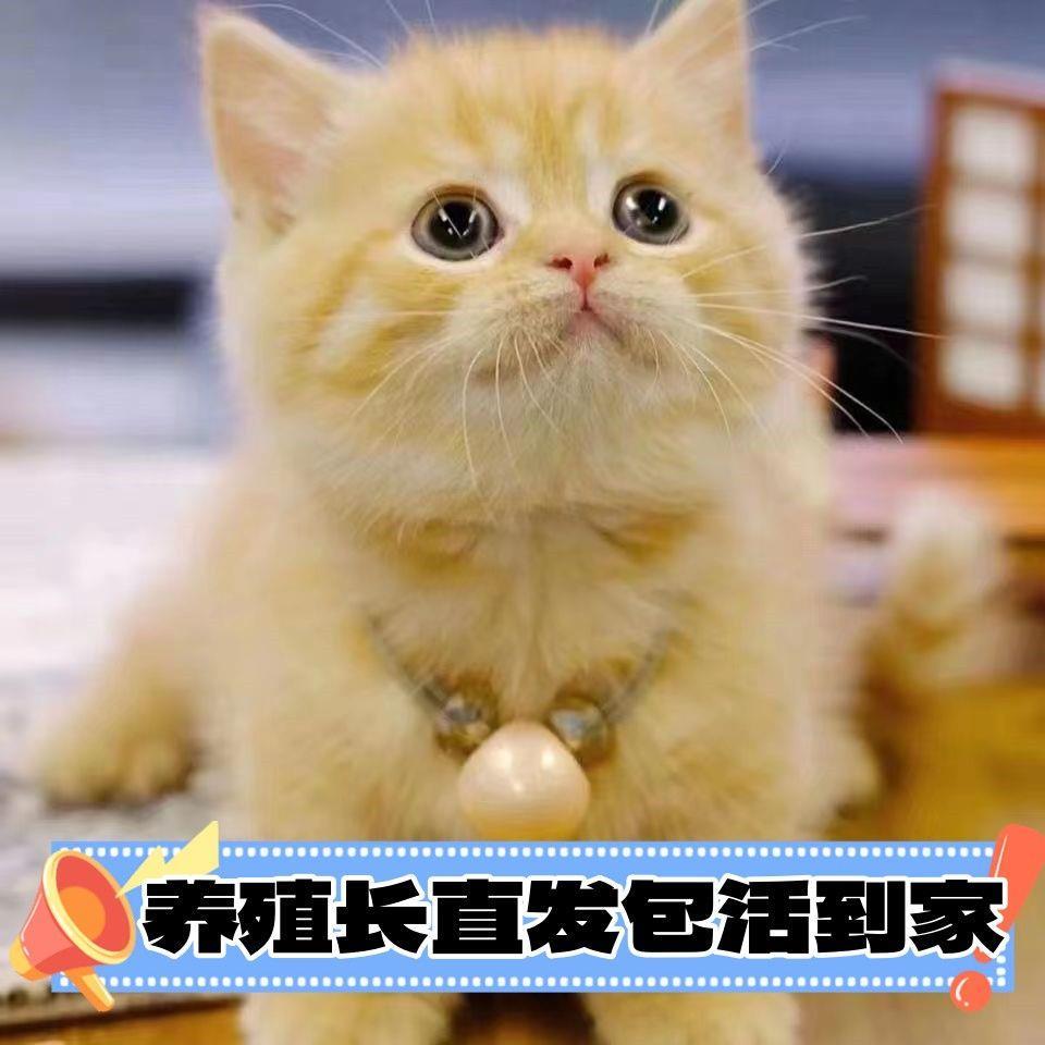 橘白猫狸猫橘猫白狸猫白猫幼崽小奶猫小猫真猫土猫田园猫小猫活物-图3