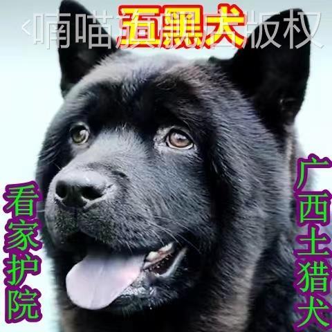 广西五黑犬活体土猎犬全黑色幼犬幼崽狩猎犬看家护院打猎犬大骨架-图2