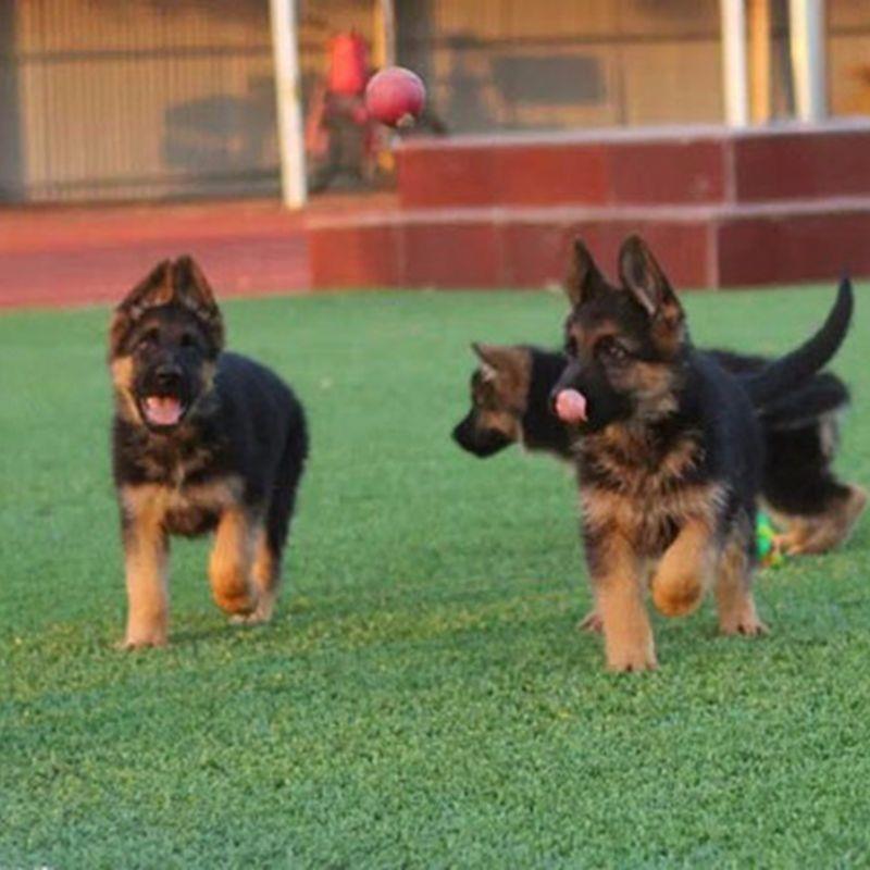 德国牧羊犬混血大型犬警犬四眼狗弓背黑背看家护院看家狗警犬四眼-图3