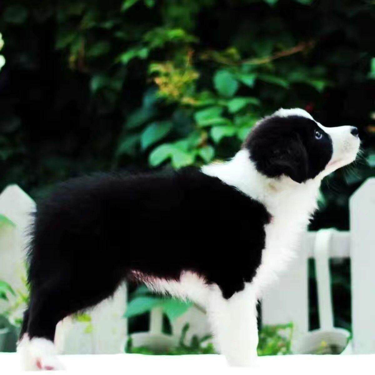 边牧幼犬真狗狗金边边境牧羊犬帅气便宜幼崽可爱放羊家养聪明小狗