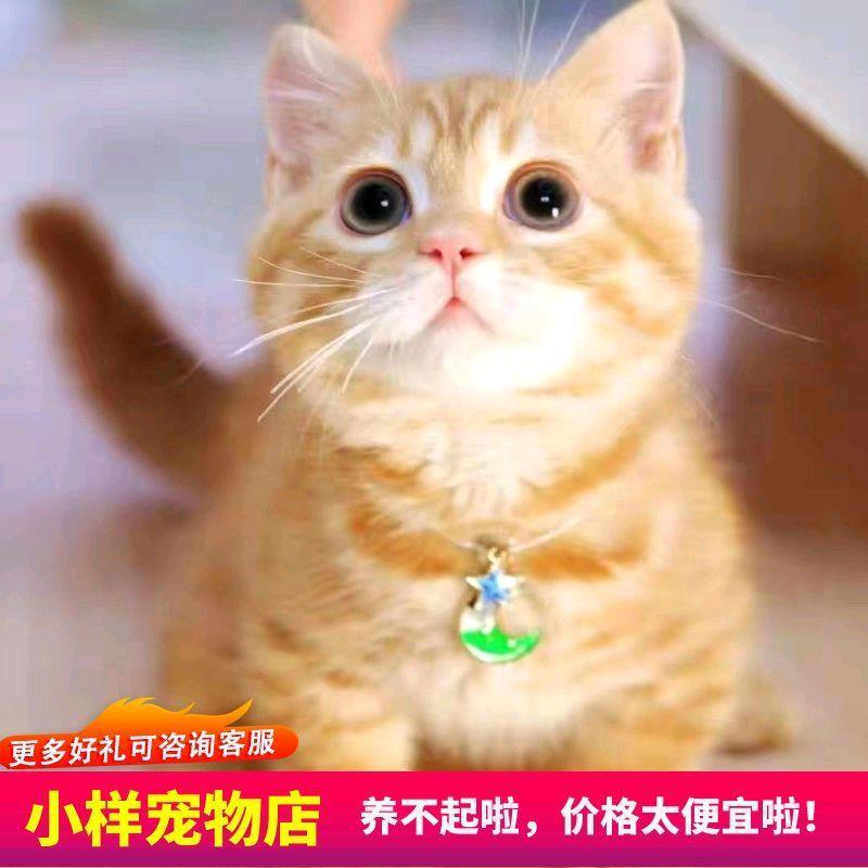 猫咪活物中华田园猫橘白橘猫狸猫狸白猫蓝白猫家猫白猫黑猫奶牛猫 - 图2