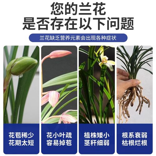 兰灵王专用营养液保花促花菌根共生蝴蝶兰君子兰肥料浓缩微生物菌 - 图1