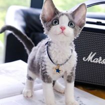 Cat House Pure Breeds German Kitten Owl Cat Cornice Open Face Red Tiger Spotted pure white blue eye not dropping Maos pet cat