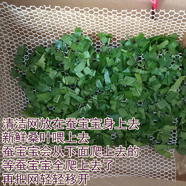 蚕宝宝清洁网适合大蚕小蚕养蚕专用工具滤网大小尺寸任选