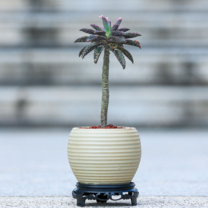 不死鸟盆栽多肉植物仙人掌花卉适合室内办公室电脑桌面绿植小盆景 - 图0