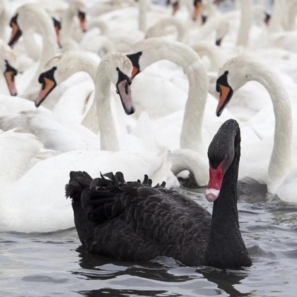黑白天鹅观赏种蛋黑白天鹅蛋可孵化种蛋受精天鹅种蛋黑白天鹅活体,淘宝优惠券,粉丝福利购,淘宝优惠卷