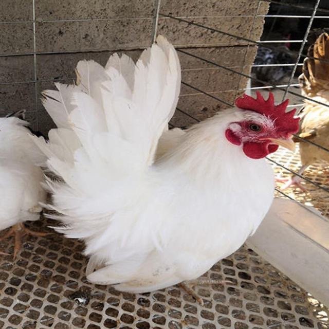 泰国矮脚鸡白桂鸡矮脚鸡种蛋观赏鸡种蛋受精蛋可孵化元宝鸡宠物鸡,淘宝优惠券,粉丝福利购,淘宝优惠卷