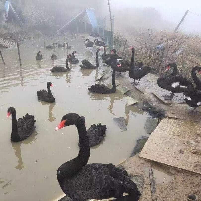 黑白天鹅观赏种蛋黑白天鹅蛋可孵化种蛋受精天鹅种蛋黑白天鹅活体,淘宝优惠券,粉丝福利购,淘宝优惠卷