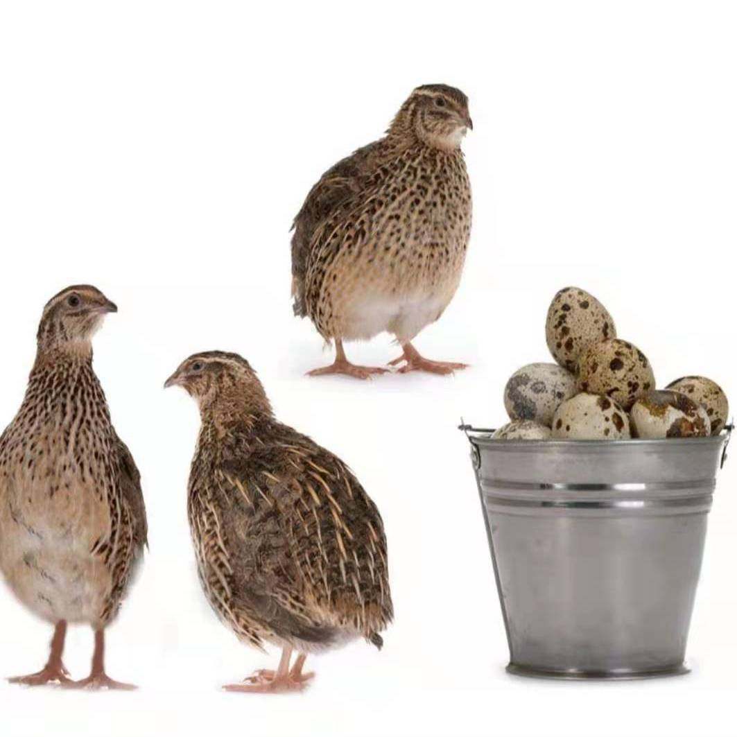 鹌鹑活苗下蛋鸟青年鹌鹑鸟种鸡繁殖宠物鸟鹌鹑活苗阳台养殖鸡包活,淘宝优惠券,粉丝福利购,淘宝优惠卷