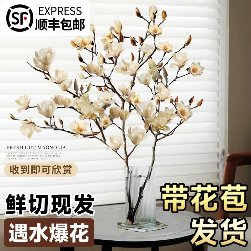 玉兰花水培植物室内好养鲜切干枝带花苞紫玉兰桌面鲜花卉盆栽绿植,淘宝优惠券,粉丝福利购,淘宝优惠卷