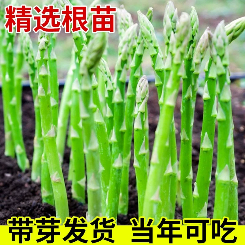 芦笋根苗紫色芦笋种植苗四季卢笋树苗蔬菜秧苗阳台盆栽芦笋种籽子 - 图1