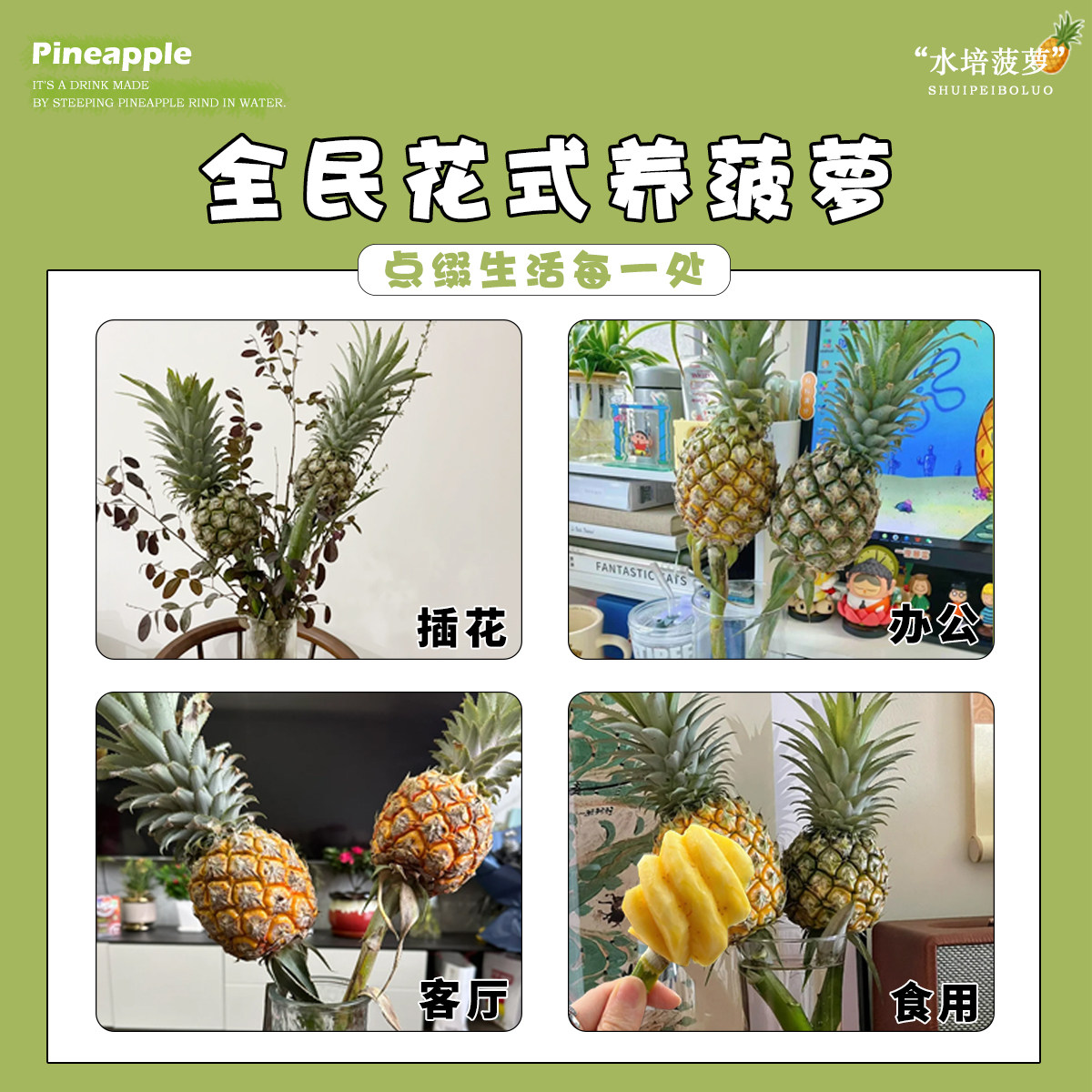 小菠萝水培植物动感光菠香蕉鲜切办公室可食用绿植室内客厅黑凤梨,淘宝优惠券,粉丝福利购,淘宝优惠卷
