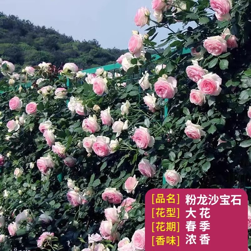 粉龙藤本月季花苗蒂娜浓香庭院植物阳花卉盆栽玫瑰爬藤蔷薇四季开-图3