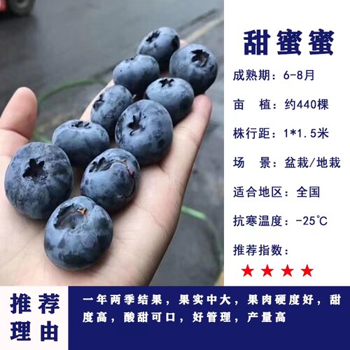 蓝莓树果苗盆栽带花带果地栽庭院果树南方北方种植当年结果蓝莓苗 - 图2